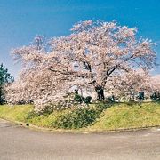 花見公園というのが良いかも知れない場所のようだ。