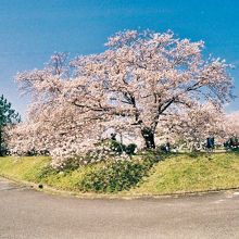 笠原桜公園