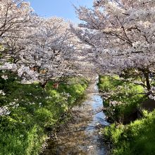 祇王井川と桜並木。