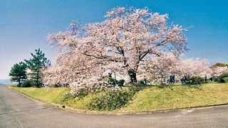 笠原桜公園