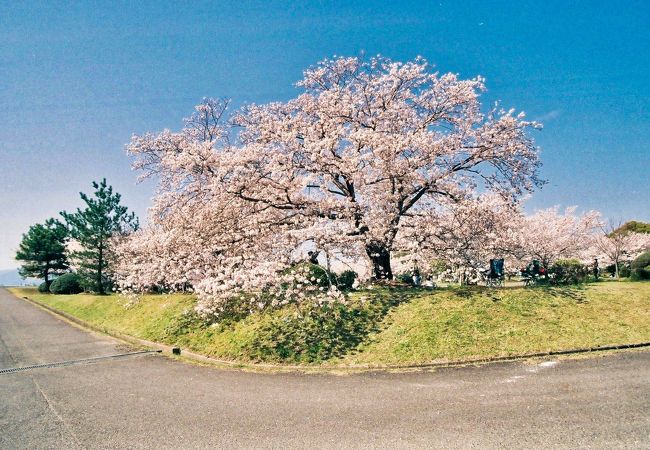 笠原桜公園