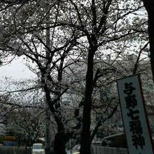 春に行くと花見散歩をしながら寺社巡りを楽しめます