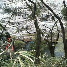 桜のスポット・与野公園の中にも鳥居があり七福神がいます