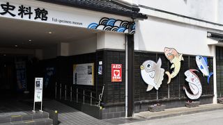 巨大魚類の剥製が豊富