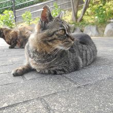 なぜかねこちゃんがいっぱい