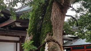 上宮に隣接する御神木の摂社