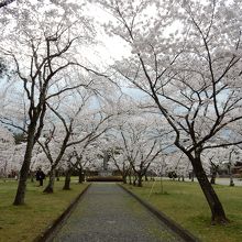 益岡公園内の桜
