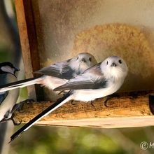 ザ バード ウォッチング カフェ