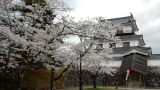平成７年再建の桜の名所