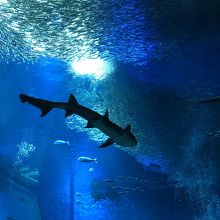 鮫の水槽