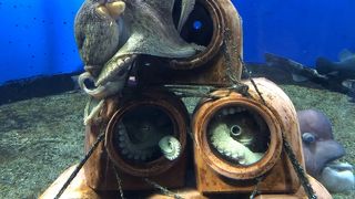 イルカのジャンプ