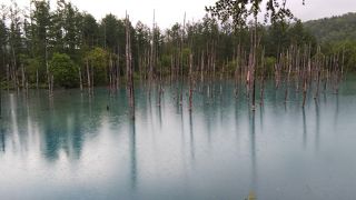 文字通りの青い池。不思議なまで青い