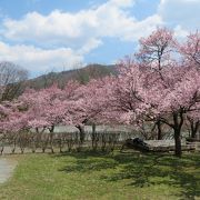 湖畔の桜がきれいでした