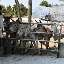 小動物園で見かけた驢馬ちゃん