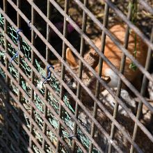 同じく、うさちゃん