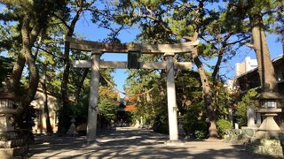 天然記念物「雲立ちの楠」が見事