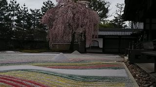 フォトジェニックな枝垂れ桜の庭