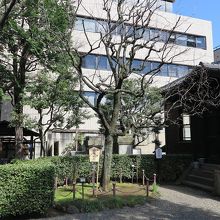 玄関前には、わぁ！「水師営棗の樹の孫」ですって