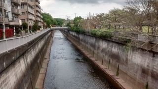 ソメイヨシノの花が楽しめ最高