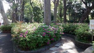 ソメイヨシノが咲いて散ると、新緑が鮮やかになって、つつじの花も咲き誇る