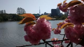 桜の大きな花と弁天堂の屋根と東京スカイツリーが一緒に写真に撮れて大感動