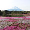 富士芝桜まつり