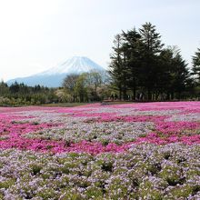 後日、同行者は写真を褒められていましたが上手い下手関係無しw