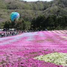 気球から花畑を眺めるのも楽しそうです♪