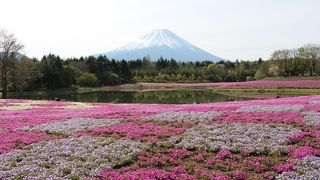 どこまでも広がるピンク色の花の絨毯にうっとり...