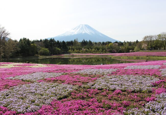 富士芝桜まつり