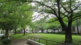桜がある公園です