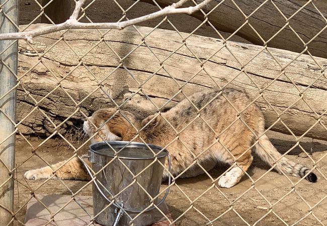 ザ キッャト ハウス