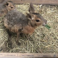 カピバラの子供