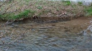 河川敷を散歩するのがいつも楽しみ