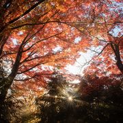 紅葉の時期には、いつもこの山に登ります