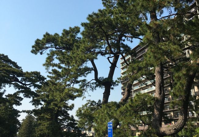 草加松原遊歩道 クチコミ アクセス 営業時間 草加 フォートラベル 草加松原遊歩道 クチコミ アクセス 営業時間 草加 フォートラベル