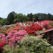    　 大高取山登山途中五大尊ツツジ園に寄りました