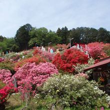 五大尊つつじ園