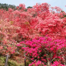 五大尊つつじ園ヤマツツジ