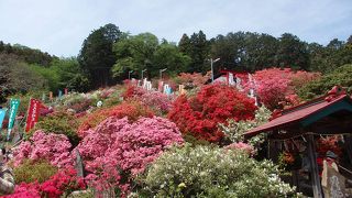    　 大高取山登山途中五大尊ツツジ園に寄りました
