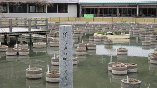 「紫は水に映らず花菖蒲」との歌も、色彩の乏しい冬の季節では興ざめでした。