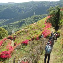 姫の沢公園ツツジ