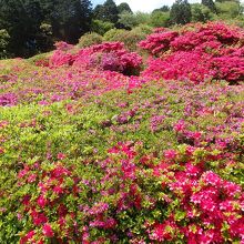 姫の沢公園ツツジ