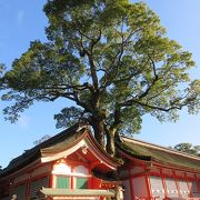 緑の御神木が青空にすっくと伸びた姿は壮観でした。