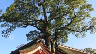 緑の御神木が青空にすっくと伸びた姿は壮観でした。