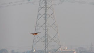 ハイイロチュウヒが見られました。