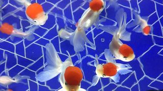 規模は小さいが、インテリアにこだわった展示も。