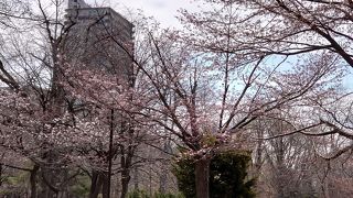ついに中島公園も春爛漫！