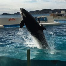 シャチのショー。
