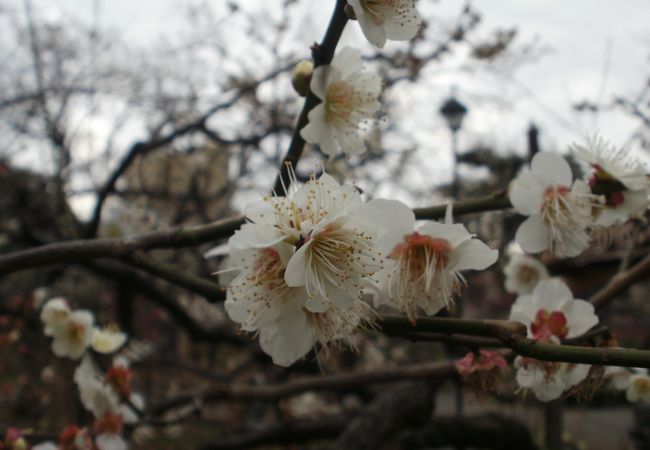 向島百花園 クチコミ アクセス 営業時間 浅草 フォートラベル